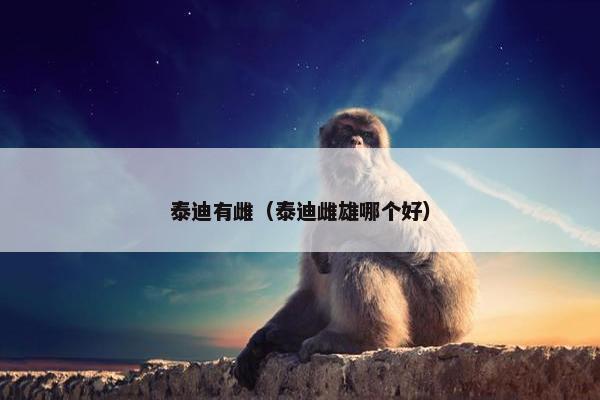 泰迪有雌（泰迪雌雄哪个好）