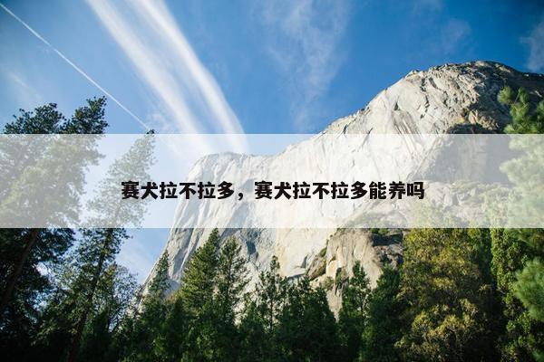 赛犬拉不拉多，赛犬拉不拉多能养吗