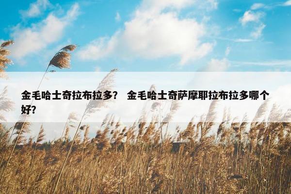 金毛哈士奇拉布拉多？ 金毛哈士奇萨摩耶拉布拉多哪个好？