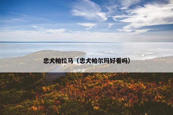 忠犬帕拉马（忠犬帕尔玛好看吗）