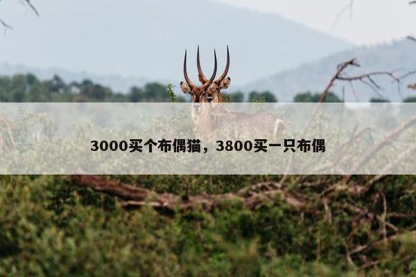 3000买个布偶猫，3800买一只布偶