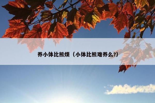 养小体比熊烦（小体比熊难养么?）