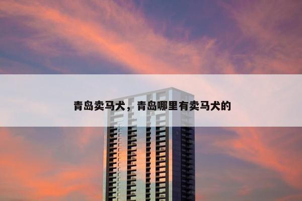 青岛卖马犬,青岛哪里有卖马犬的 青岛卖马犬,青岛哪里有卖马犬的