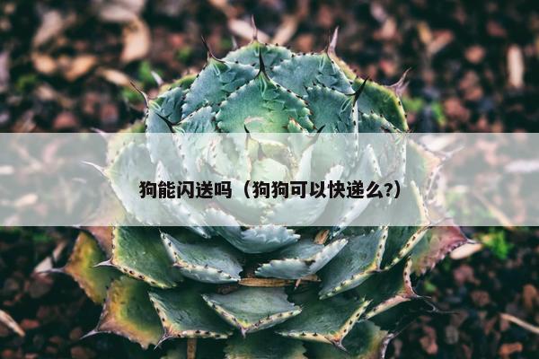 狗能闪送吗（狗狗可以快递么?）