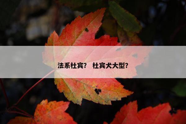 法系杜宾？ 杜宾犬大型？