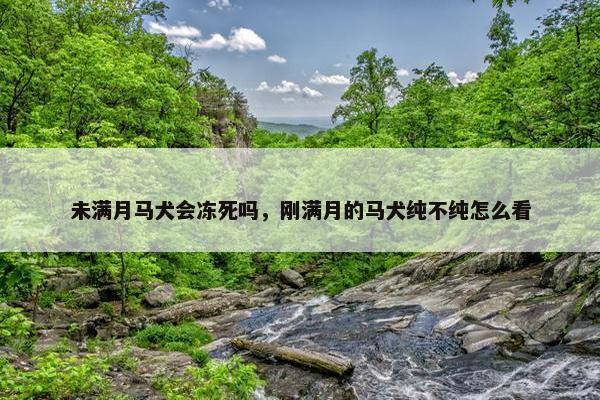 未满月马犬会冻死吗,刚满月的马犬纯不纯怎么看 未满月马犬会冻死吗,刚满月的马犬纯不纯怎么看