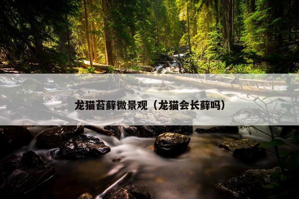 龙猫苔藓微景观(龙猫会长藓吗)