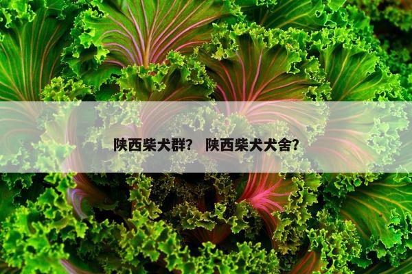 陕西柴犬群？ 陕西柴犬犬舍？