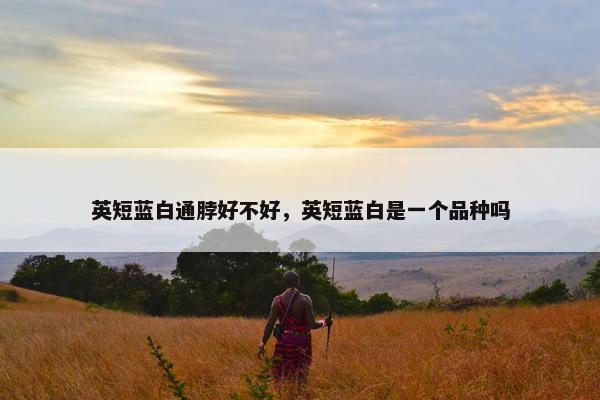 英短蓝白通脖好不好，英短蓝白是一个品种吗