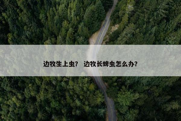 边牧生上虫? 边牧长蜱虫怎么办? 边牧生上虫? 边牧长蜱虫怎么办?