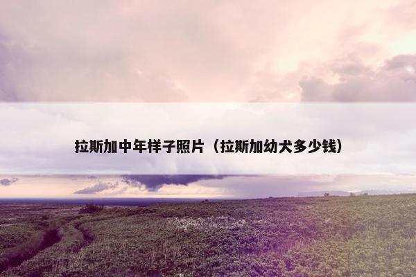 拉斯加中年样子照片（拉斯加幼犬多少钱）