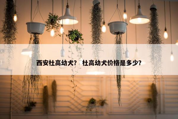 西安杜高幼犬？ 杜高幼犬价格是多少？