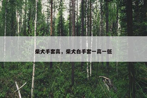 柴犬手套高，柴犬白手套一高一低