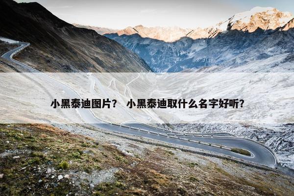 小黑泰迪图片？ 小黑泰迪取什么名字好听？