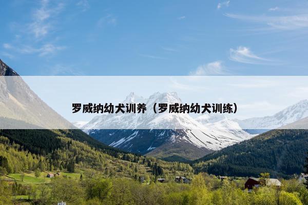 罗威纳幼犬训养(罗威纳幼犬训练) 罗威纳幼犬训养(罗威纳幼犬训练)