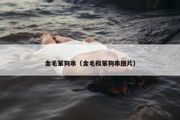 金毛笨狗串（金毛和笨狗串图片）