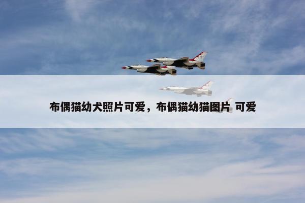 布偶猫幼犬照片可爱，布偶猫幼猫图片 可爱