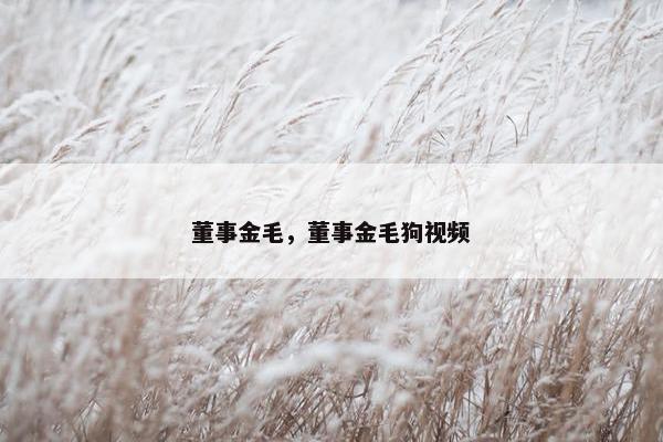 董事金毛，董事金毛狗视频