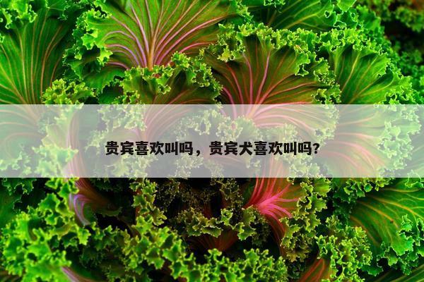 贵宾喜欢叫吗,贵宾犬喜欢叫吗?