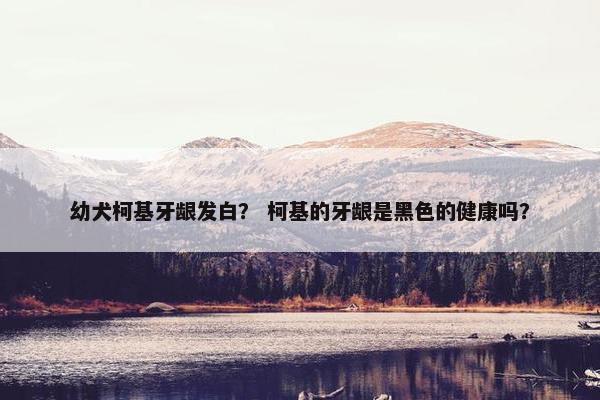 幼犬柯基牙龈发白？ 柯基的牙龈是黑色的健康吗？