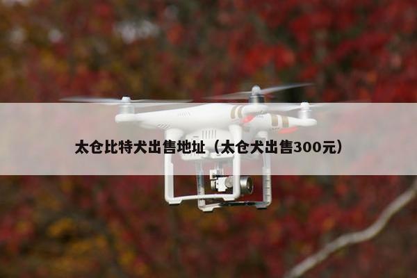 太仓比特犬出售地址（太仓犬出售300元）