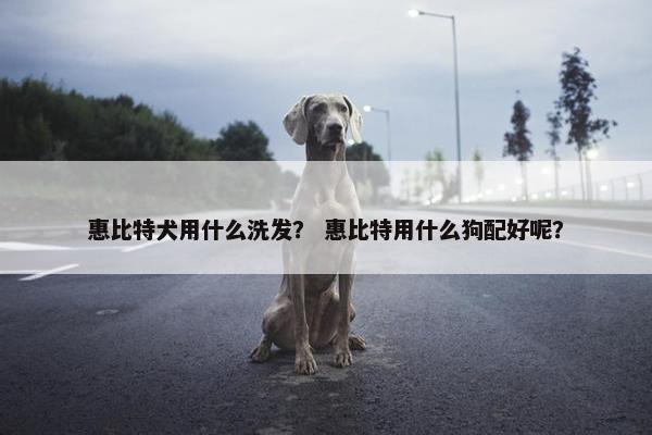 惠比特犬用什么洗发？ 惠比特用什么狗配好呢？