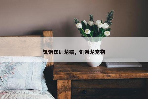 饥饿法训龙猫，饥饿龙宠物