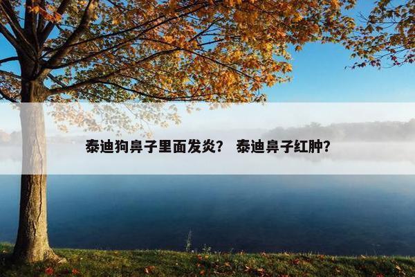 泰迪狗鼻子里面发炎？ 泰迪鼻子红肿？