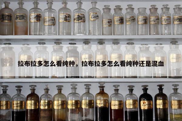 拉布拉多怎么看纯种，拉布拉多怎么看纯种还是混血