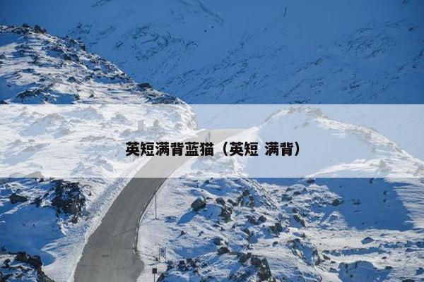 英短满背蓝猫（英短 满背）