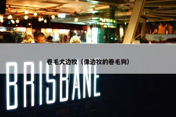 卷毛犬边牧（像边牧的卷毛狗）