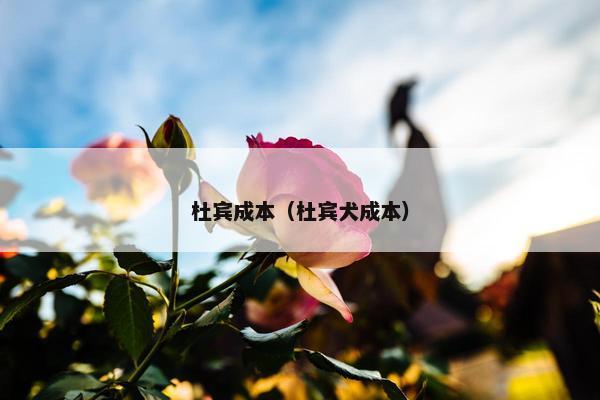 杜宾成本（杜宾犬成本）