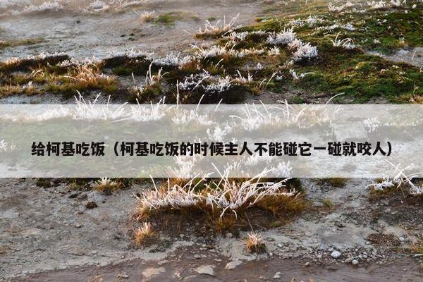 给柯基吃饭（柯基吃饭的时候主人不能碰它一碰就咬人）