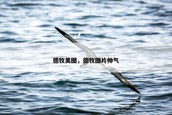 德牧美图，德牧图片帅气