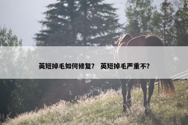 英短掉毛如何修复？ 英短掉毛严重不？