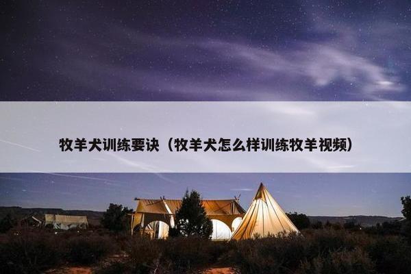 牧羊犬训练要诀（牧羊犬怎么样训练牧羊视频）