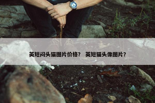 英短闷头猫图片价格？ 英短猫头像图片？