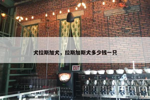 犬拉斯加犬，拉斯加斯犬多少钱一只