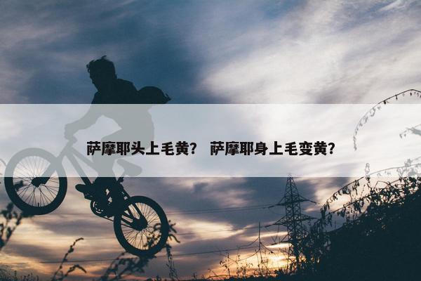 萨摩耶头上毛黄？ 萨摩耶身上毛变黄？