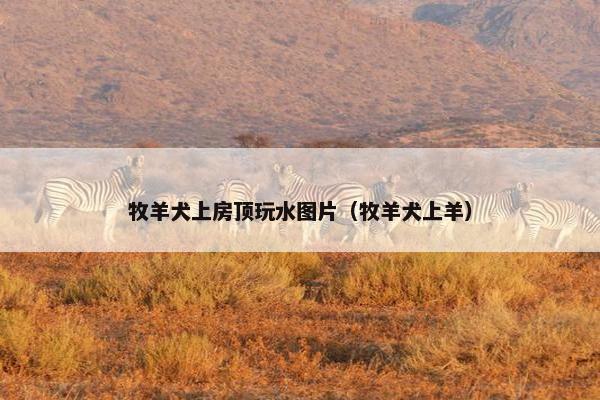 牧羊犬上房顶玩水图片(牧羊犬上羊)