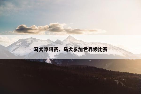 马犬障碍赛，马犬参加世界级比赛