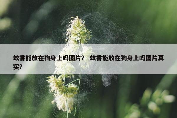 蚊香能放在狗身上吗图片？ 蚊香能放在狗身上吗图片真实？