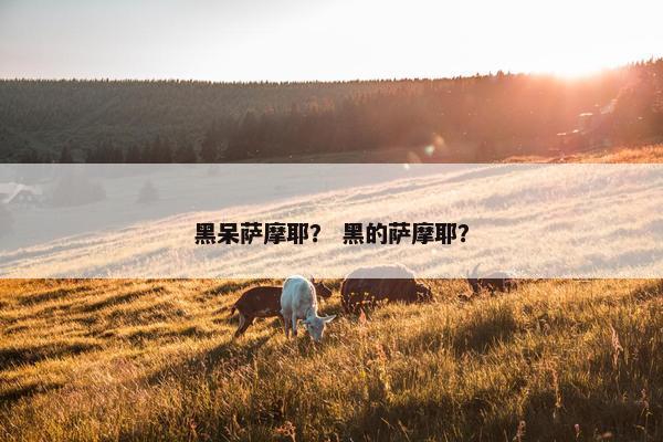 黑呆萨摩耶？ 黑的萨摩耶？