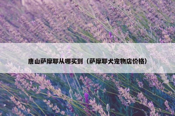 唐山萨摩耶从哪买到（萨摩耶犬宠物店价格）