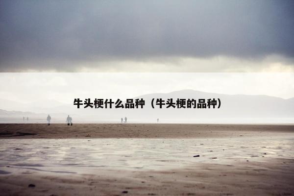 牛头梗什么品种（牛头梗的品种）