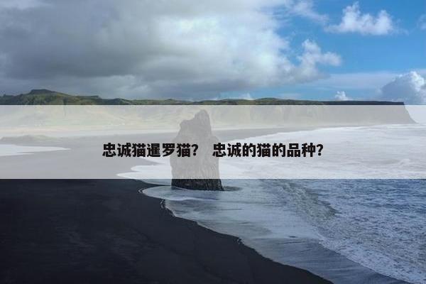 忠诚猫暹罗猫？ 忠诚的猫的品种？