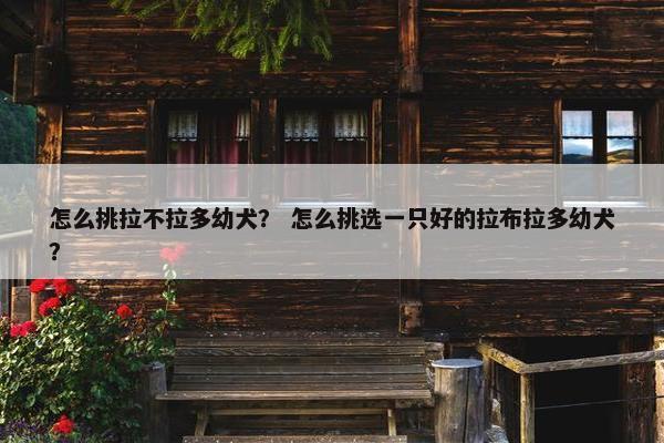 怎么挑拉不拉多幼犬？ 怎么挑选一只好的拉布拉多幼犬？