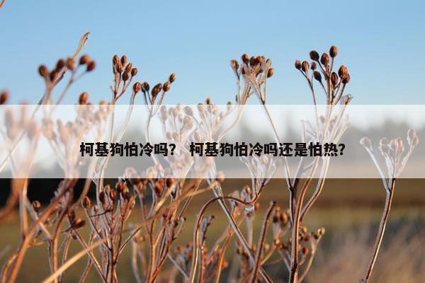 柯基狗怕冷吗? 柯基狗怕冷吗还是怕热? 柯基狗怕冷吗? 柯基狗怕冷吗还是怕热?