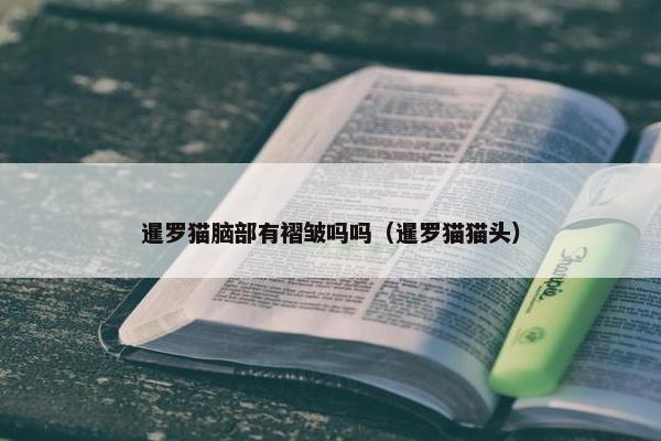 暹罗猫脑部有褶皱吗吗（暹罗猫猫头）