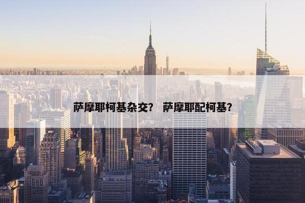 萨摩耶柯基杂交？ 萨摩耶配柯基？